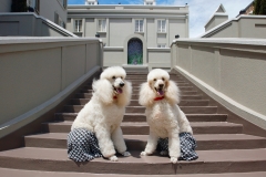 Chucks_Dogs