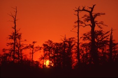 Bayou-sunset