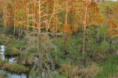 Dying_Cypress_Trees_0014
