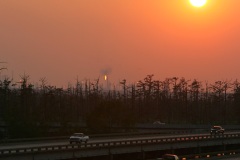 Dying_Cypress_Trees_0018