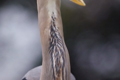 bird_email